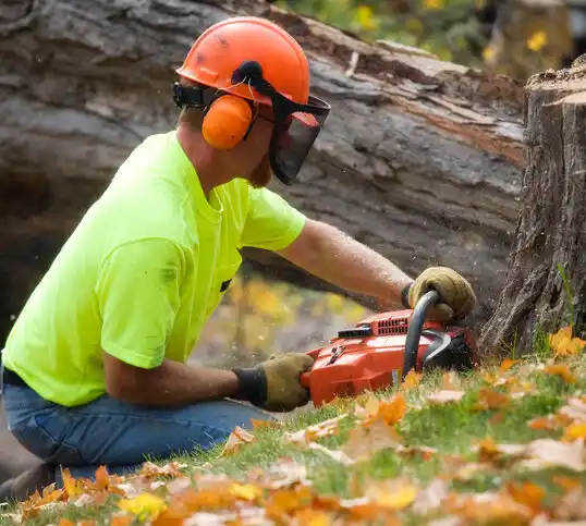 tree services Glenville